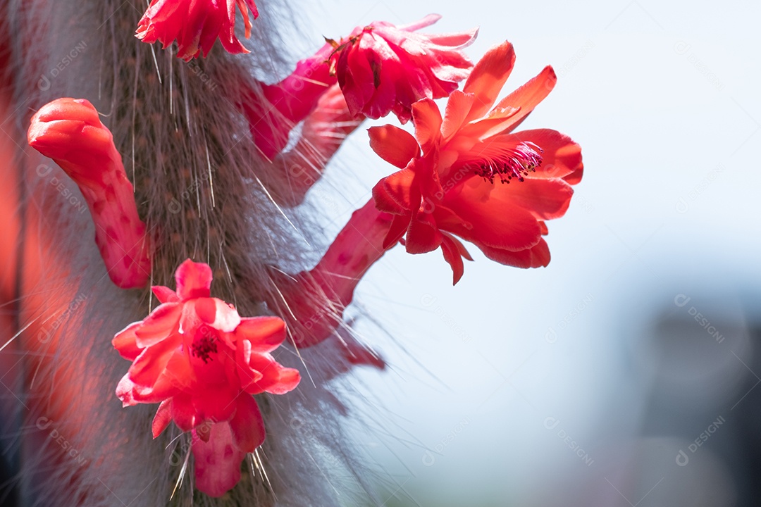 Flor flores sobre fundo floresta desfoque