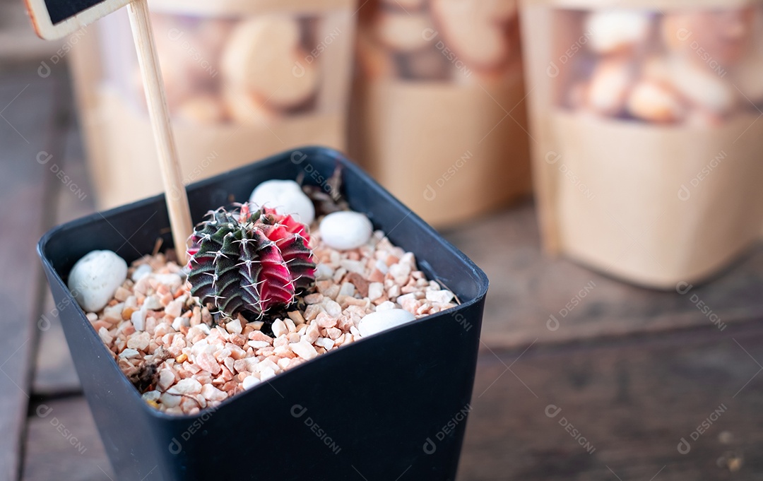 cacto verde nos vasos na mesa de madeira e luz do sol, vista superior