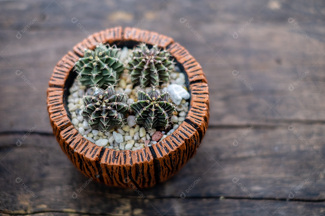 cacto verde nos vasos na mesa de madeira e luz do sol, vista superior