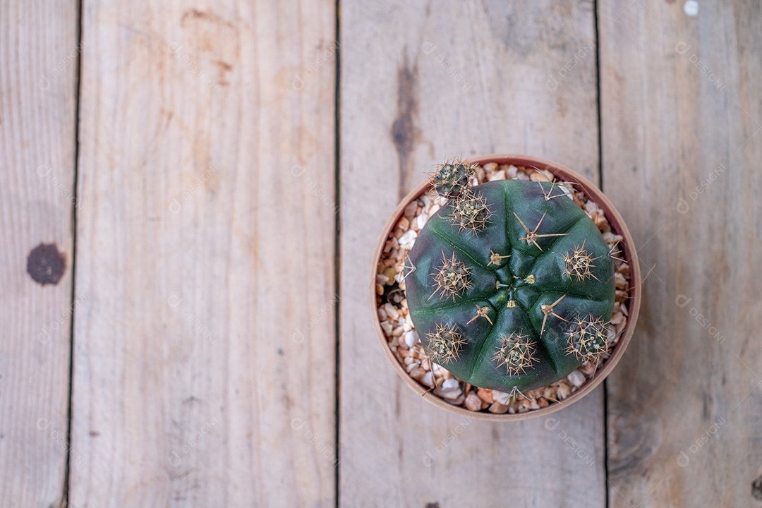 cacto verde nos vasos na mesa de madeira e luz do sol, vista superior