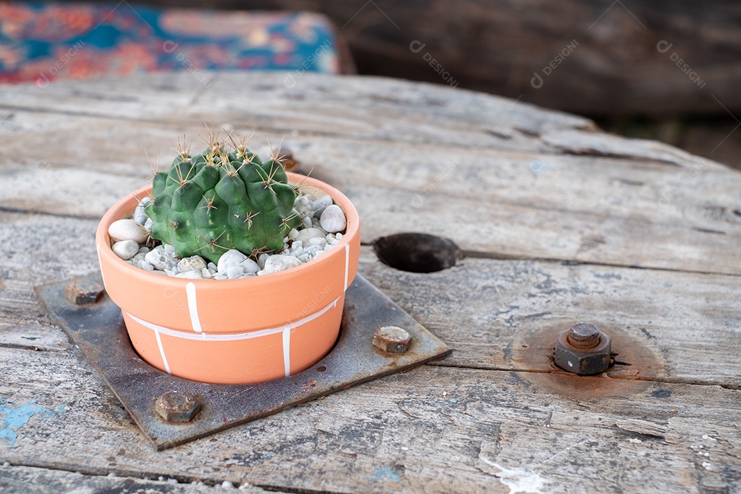 cacto verde nos vasos na mesa de madeira e luz do sol, vista superior
