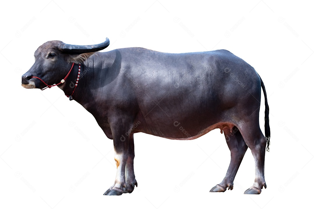 Feminino Buffalo em pé isolado no fundo branco com recorte