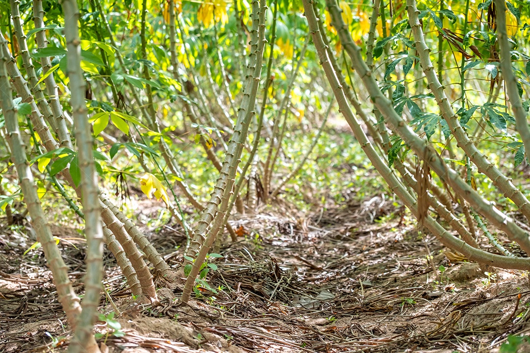 Mandioca, nos campos de mandioca na estação chuvosa, tem verdura e frescor. Mostra a fertilidade do solo, fundo verde da mandioca