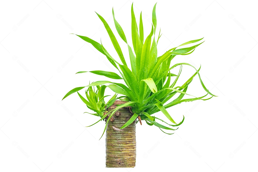 Bebê verde Dracaena loureiri (Dracaena loureiri Gagnep.) isolado no fundo branco com traçado de recorte