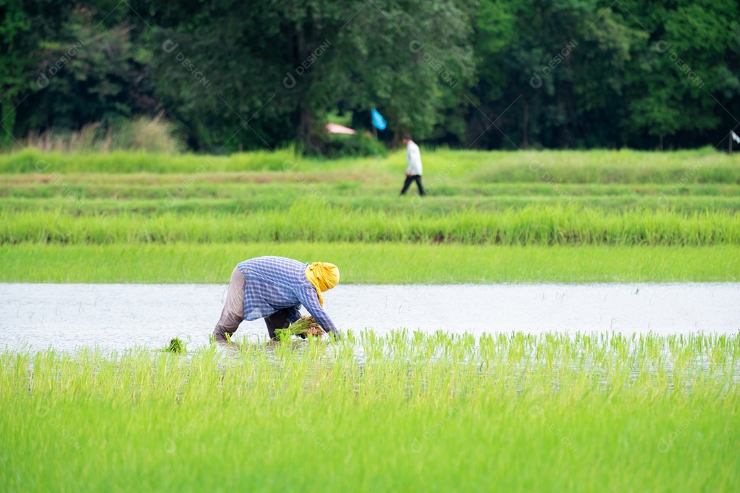 A agricultora plantando nas terras agrícolas de arroz em casca orgânica na chuva