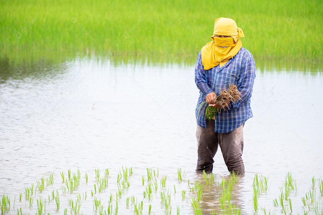 A agricultora plantando nas terras agrícolas de arroz em casca orgânica na chuva
