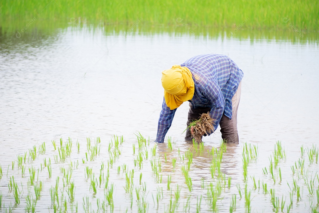 A agricultora plantando nas terras agrícolas de arroz em casca orgânica na chuva