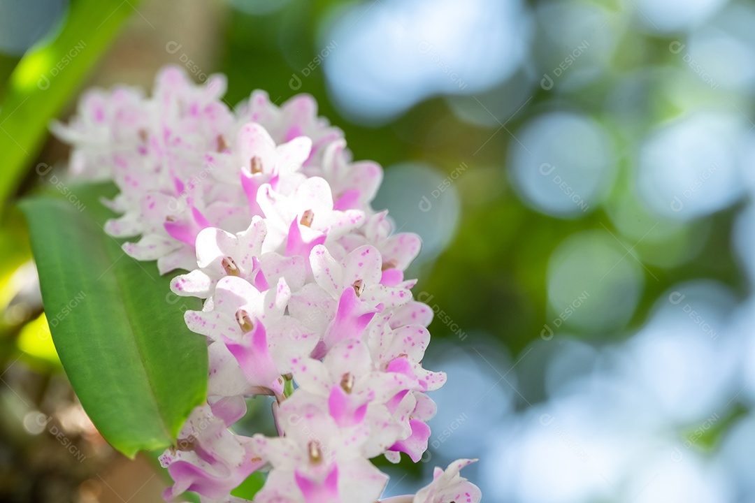 Linda pequena flor de orquídea rosa no jardim de orquídeas no inverno ou na primavera. Flor de orquídea
