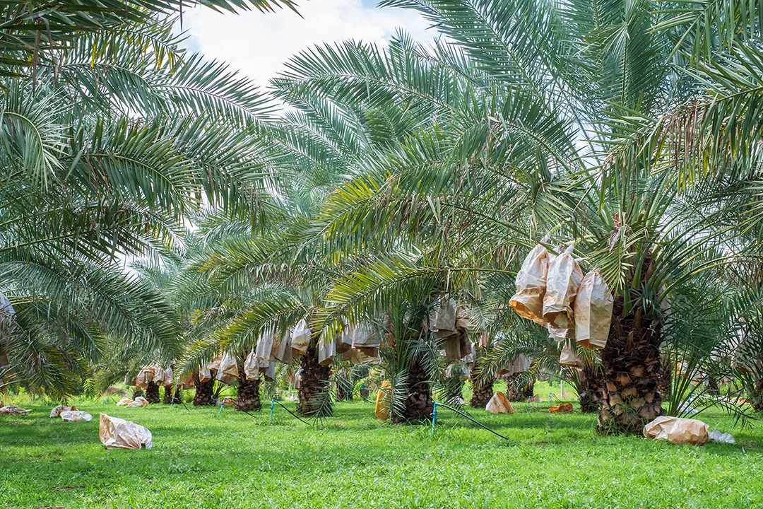 Barhi Dates palm frutos amarelos no saco nos cachos no jardim de frutas orgânicas para colheita, jardim de palmeiras Barhi Dates