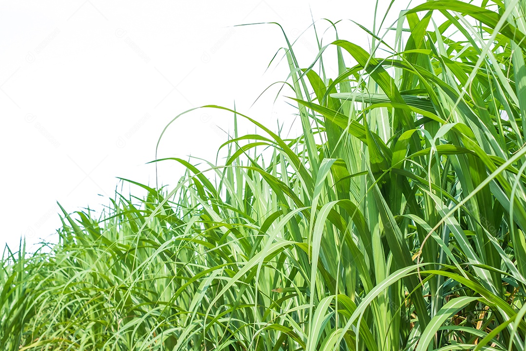 Folha de cana-de-açúcar em canaviais na estação chuvosa, tem verdura e frescor. Mostra a fertilidade do solo