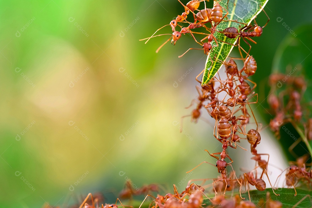 Grupo de formigas vermelhas em pé para construir a ponte, a equipe de conceito trabalha em conjunto, unidade, trabalho em equipe