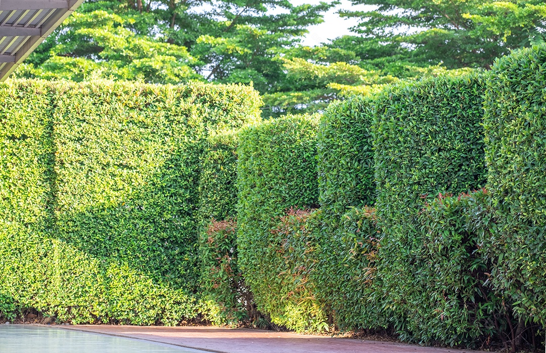 Árvore figueira coreana verde, plantada como uma cerca verde para fazer uma linha de segurança para áreas privadas.