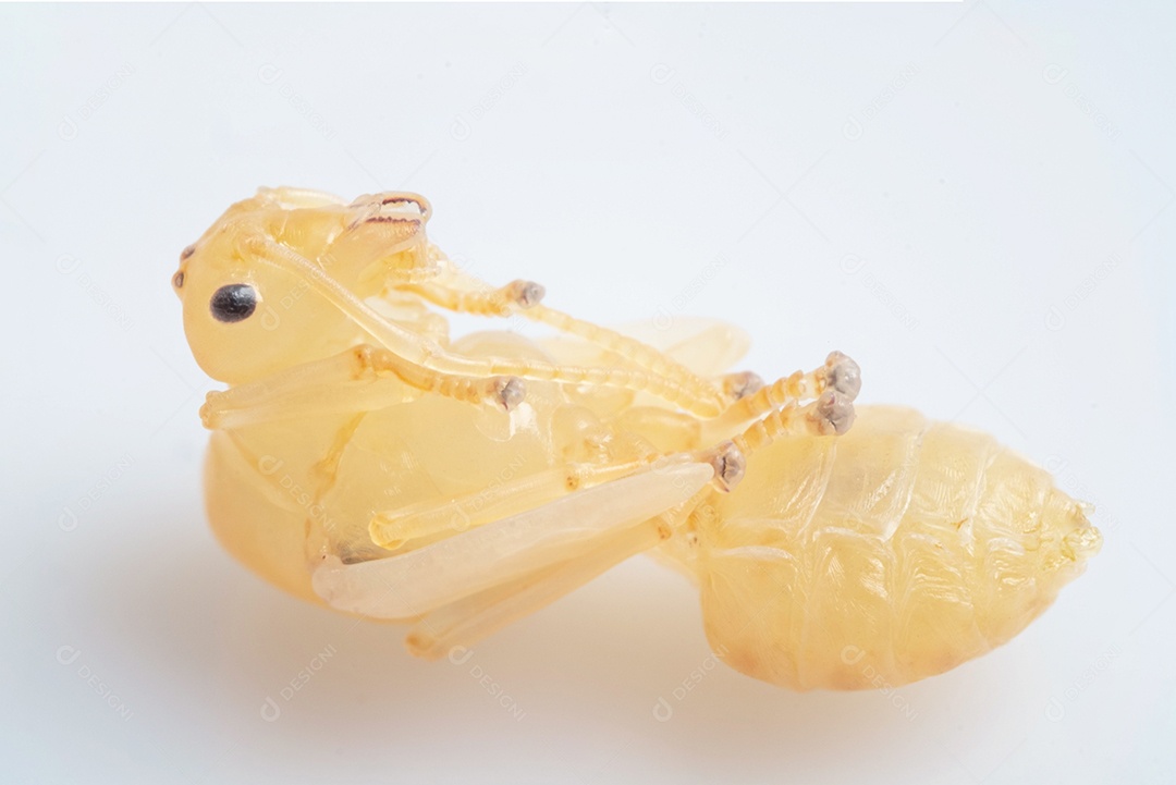 Inseto sobre fundo branco