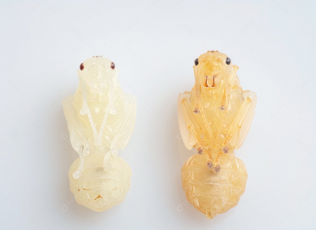 Inseto sobre fundo branco