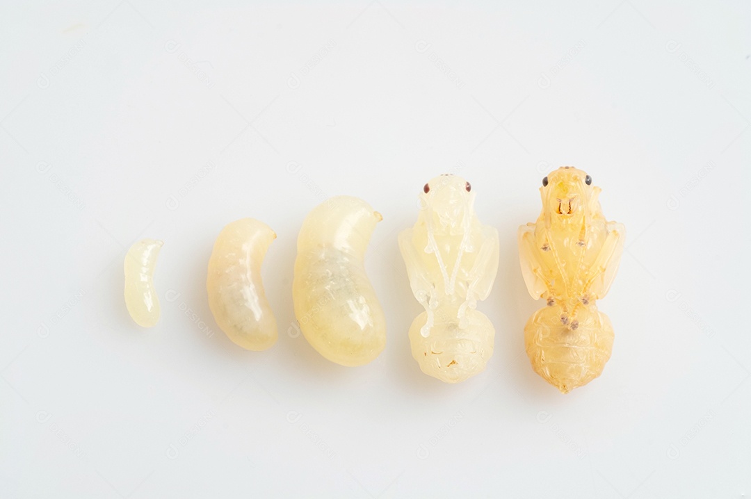 Inseto sobre fundo branco