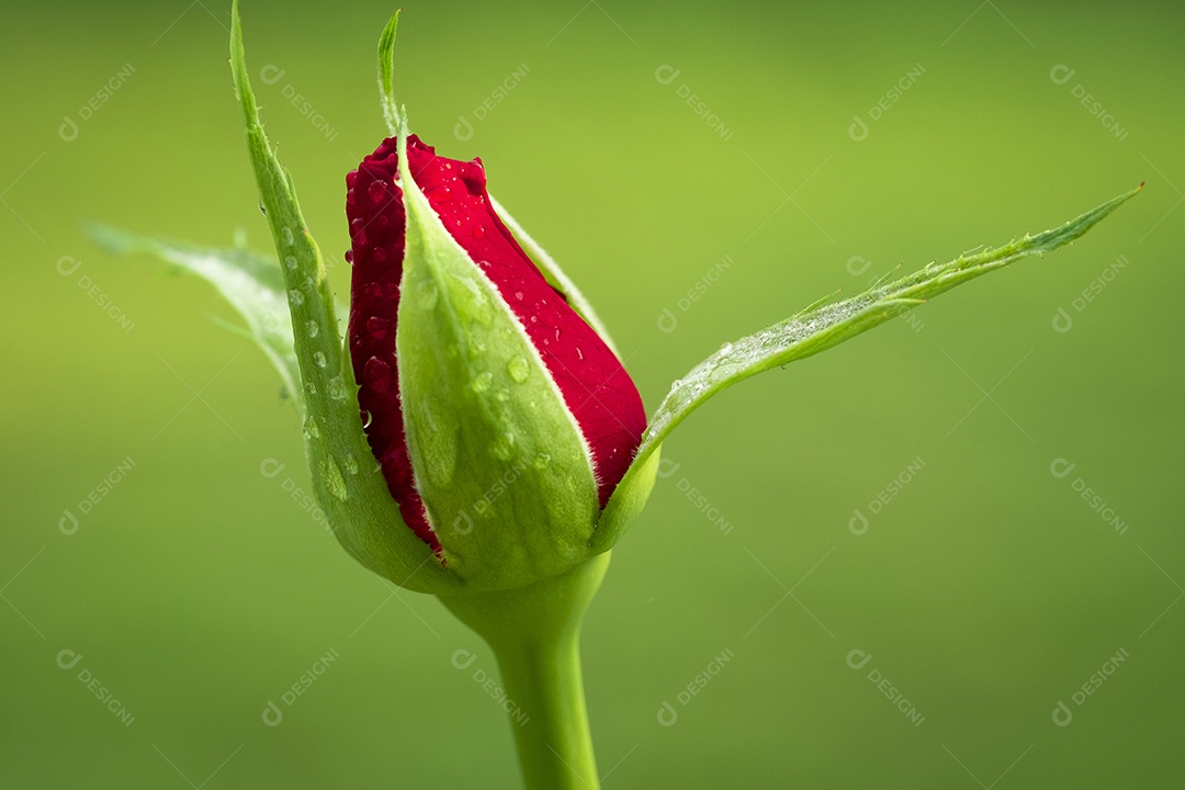 Flor flores vermelha rosa sobre floresta