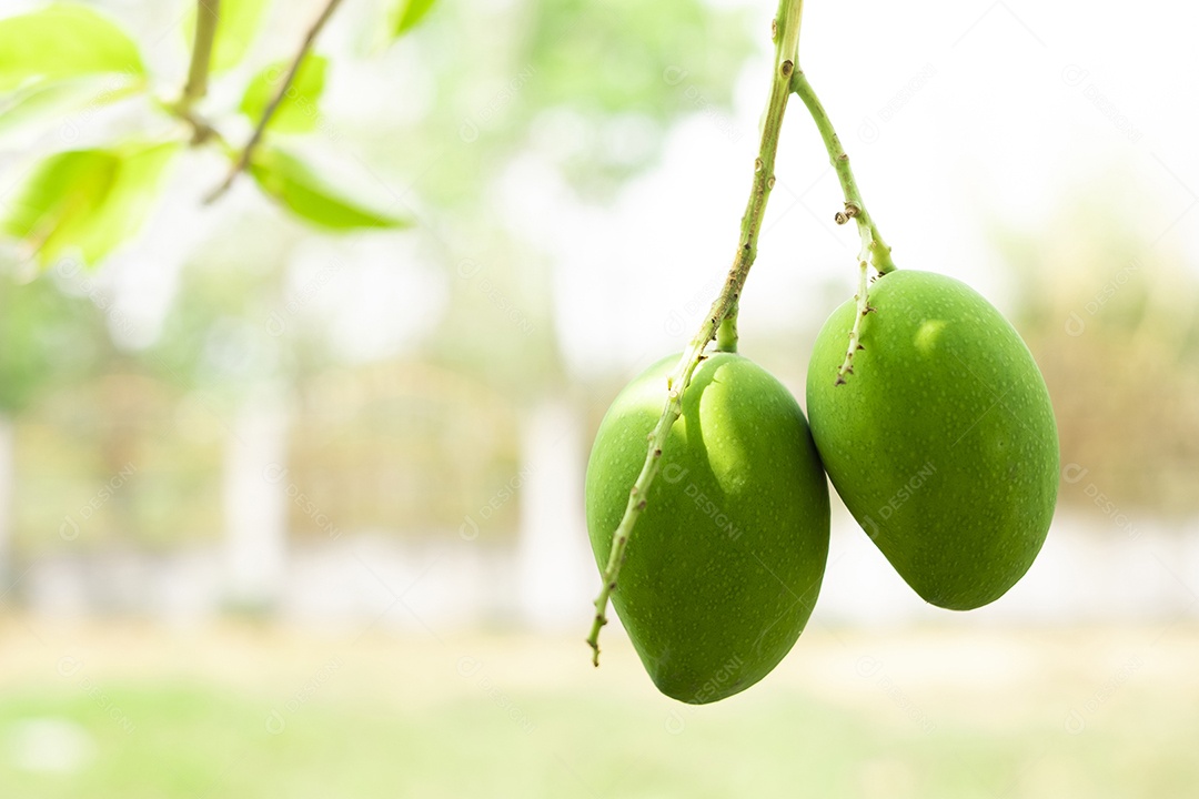 Manga verde sobre pe arvore floresta fruta comida