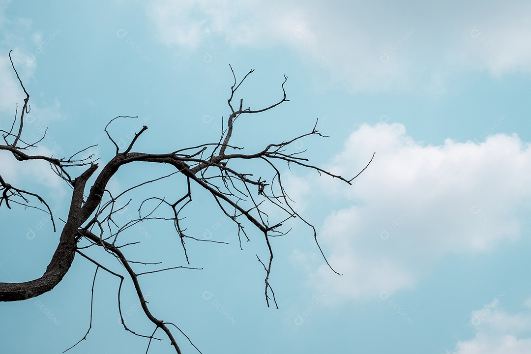 Arvore seca sobre floresta galhos secos