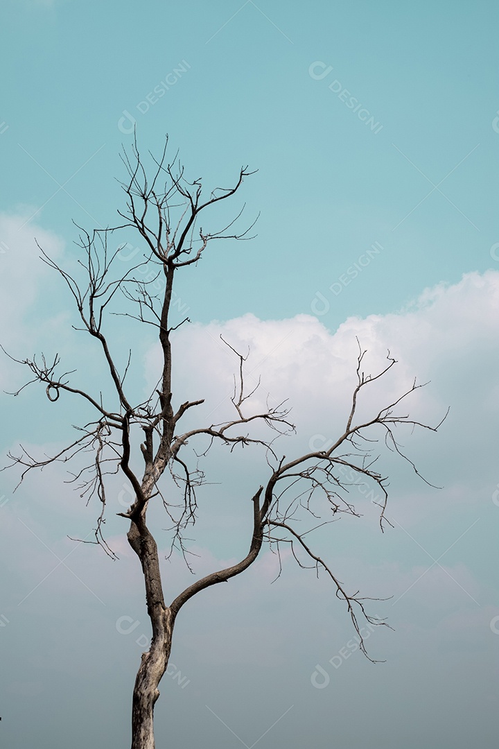Arvore seca sobre floresta galhos secos