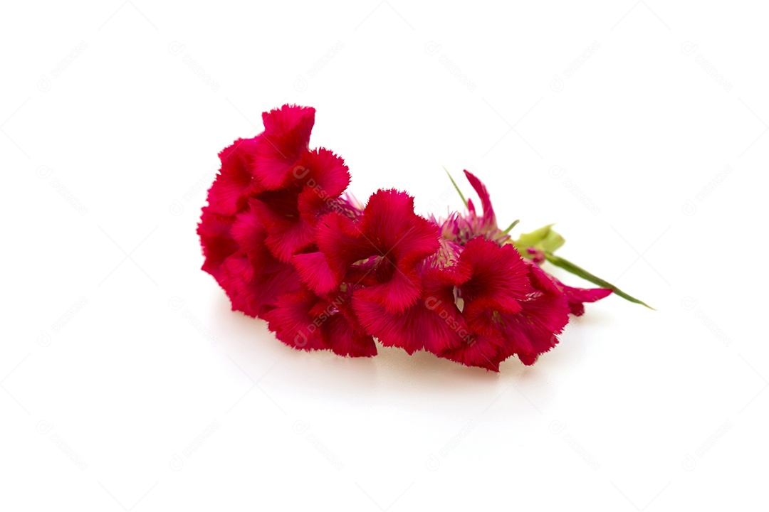 Flor linda sobre fundo isolado branco