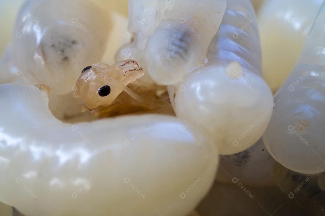 Ovos de formiga inseto sobre folha verde