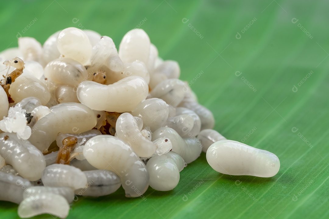 Ovos de formiga inseto sobre folha verde