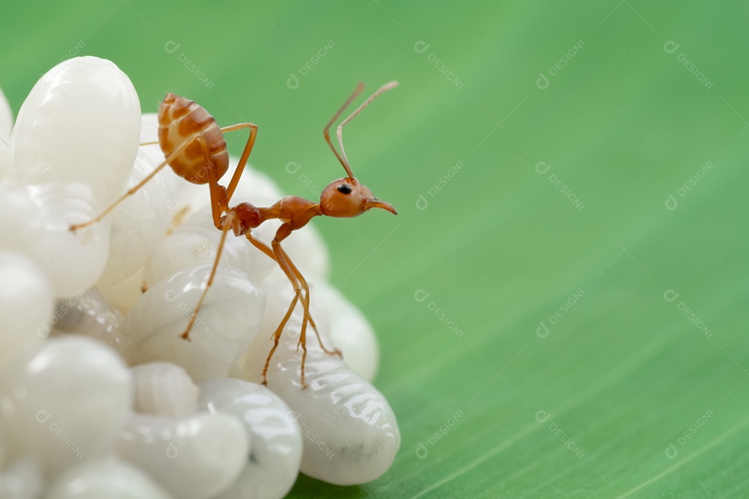 Ovos de formiga inseto sobre folha verde