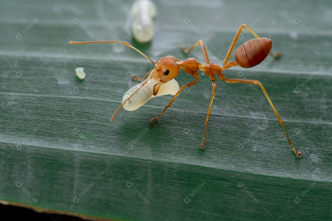 Ovos de formiga inseto sobre folha verde