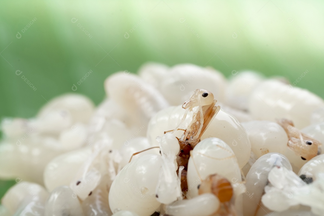 Inseto sobre fundo desfocado Formiga