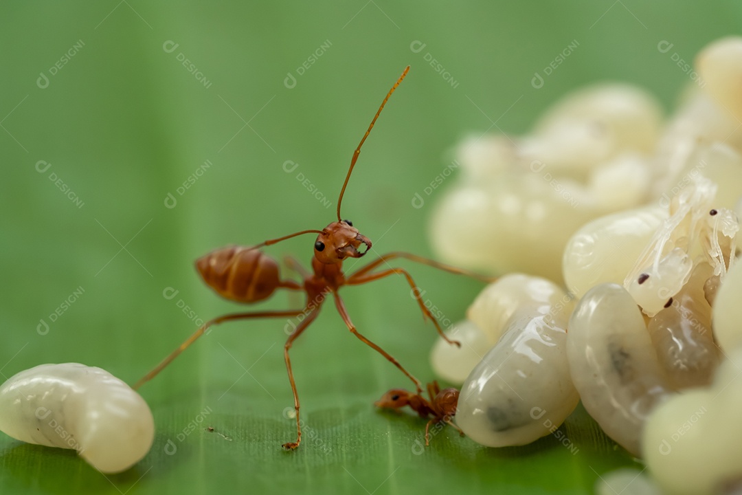 Inseto sobre fundo desfocado Formiga