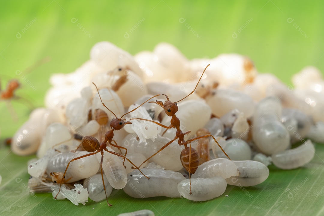 Inseto sobre fundo desfocado Formiga