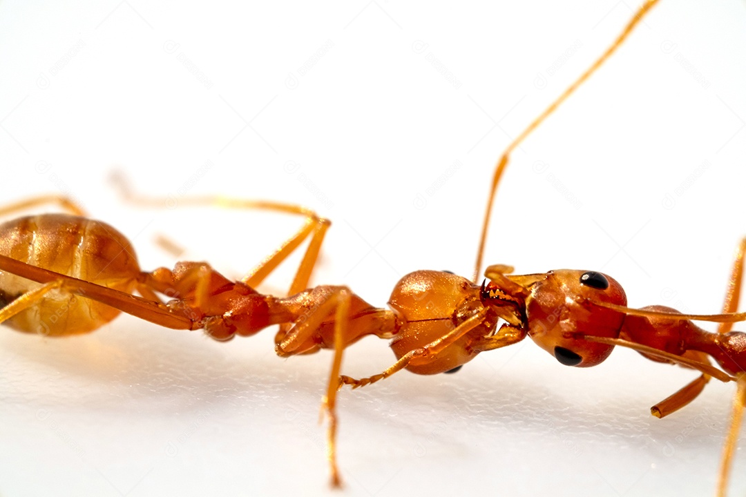 Formigas de olhos, em alta definição em fundo branco, macro