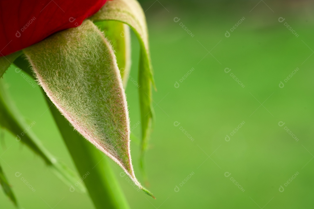 Flor de rosa vermelha, rosa de Chiang Mai, entre folhas verdes desfocar o fundo, ponto de gota de água  nas pétalas