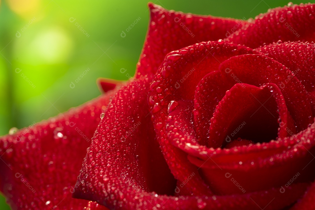 Flor de rosa vermelha, rosa de Chiang Mai, entre folhas verdes desfocar o fundo, ponto de gota de água  nas pétalas