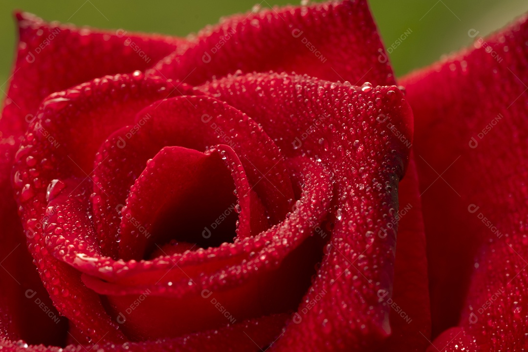 Flor de rosa vermelha, rosa de Chiang Mai, entre folhas verdes desfocar o fundo, ponto de gota de água  nas pétalas