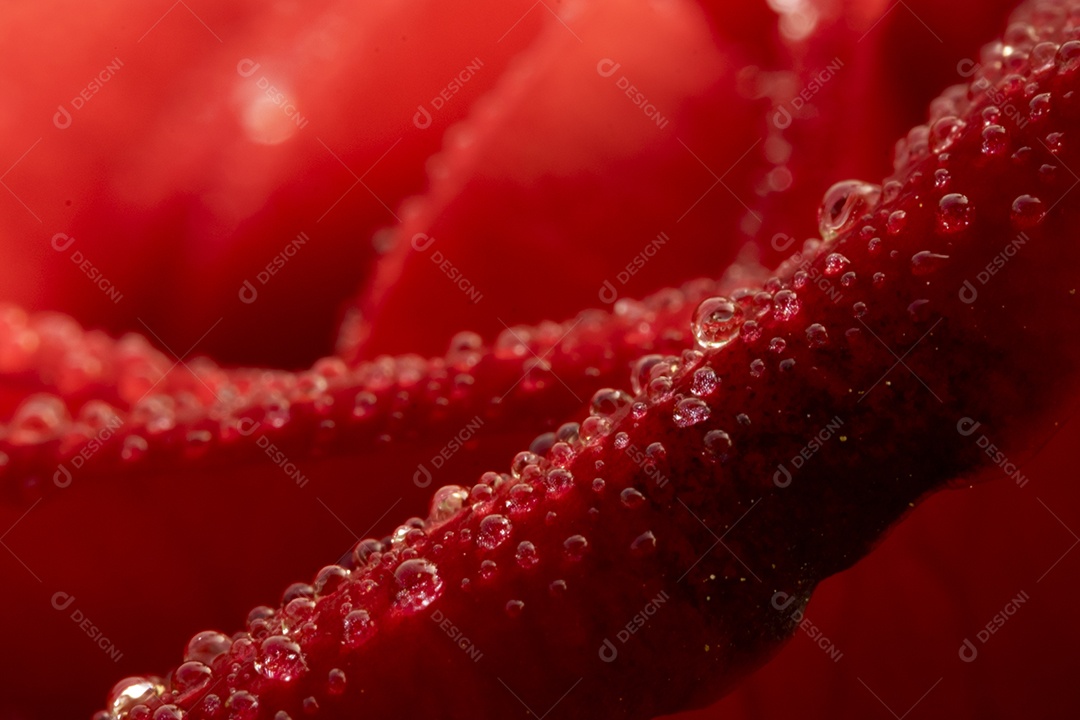 Flor de rosa vermelha, rosa de Chiang Mai, entre folhas verdes desfocar o fundo, ponto de gota de água  nas pétalas