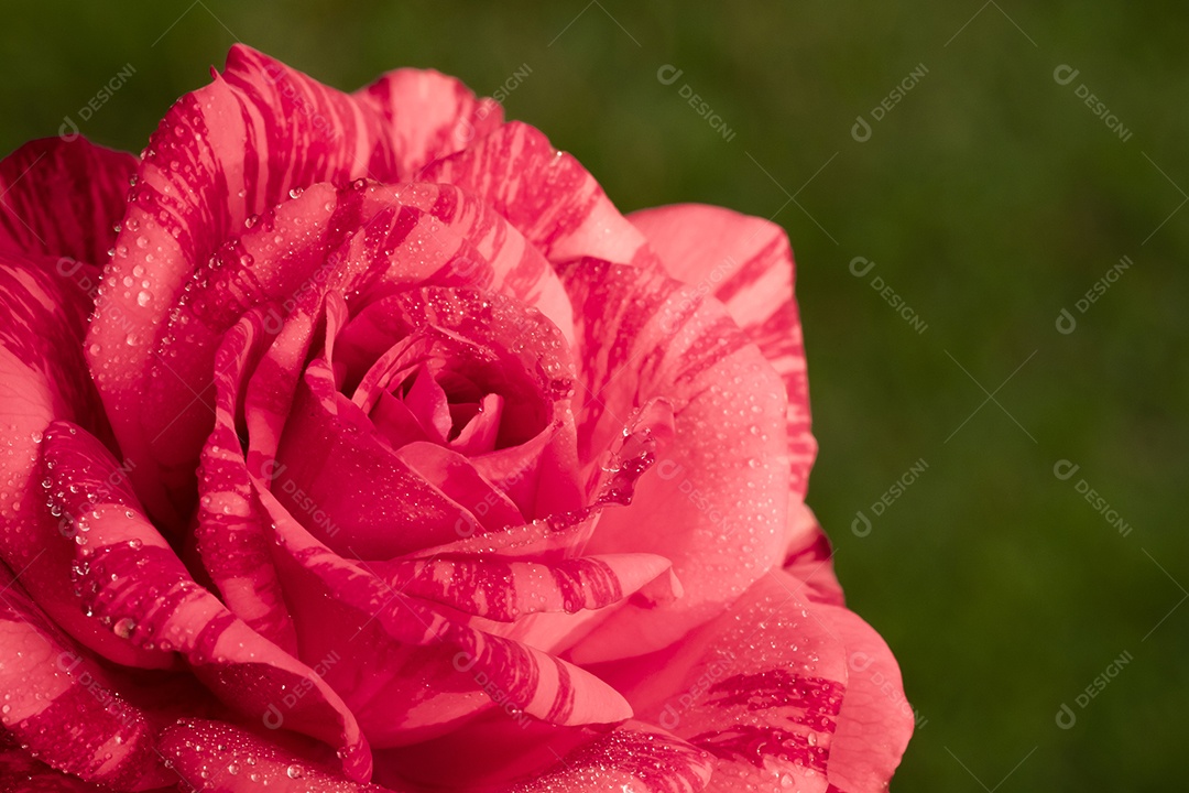 Flor de rosa vermelha, rosa de Chiang Mai, entre folhas verdes desfocar o fundo, ponto de gota de água  nas pétalas