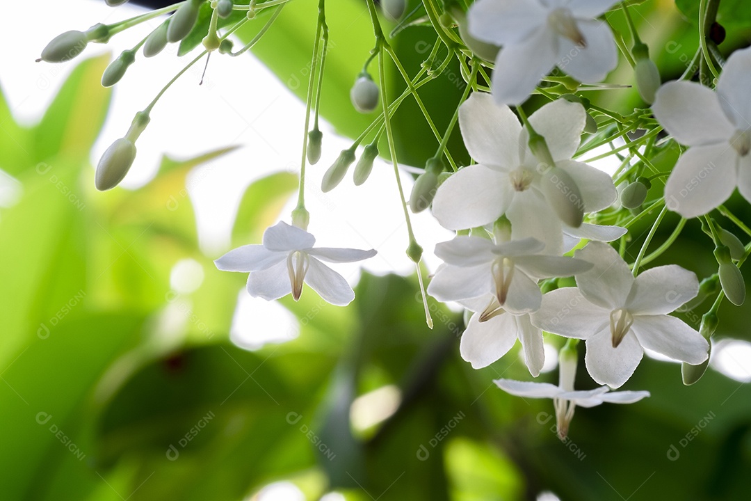 Resumo desfocar o fundo de flores brancas, ameixa de água selvagem, flor de moke, em plena floração na fazenda, na natureza