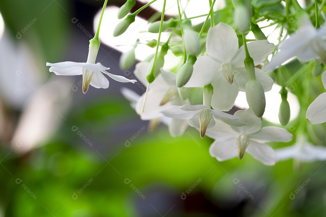 Resumo desfocar o fundo de flores brancas, ameixa de água selvagem, flor de moke, em plena floração na fazenda, na natureza