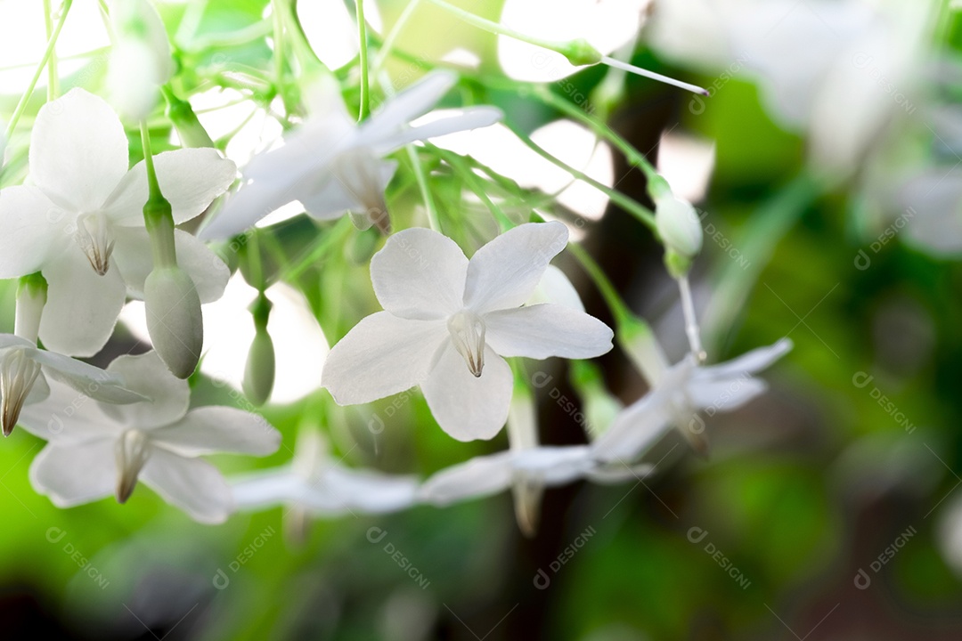 Resumo desfocar o fundo de flores brancas, ameixa de água selvagem, flor de moke, em plena floração na fazenda, na natureza