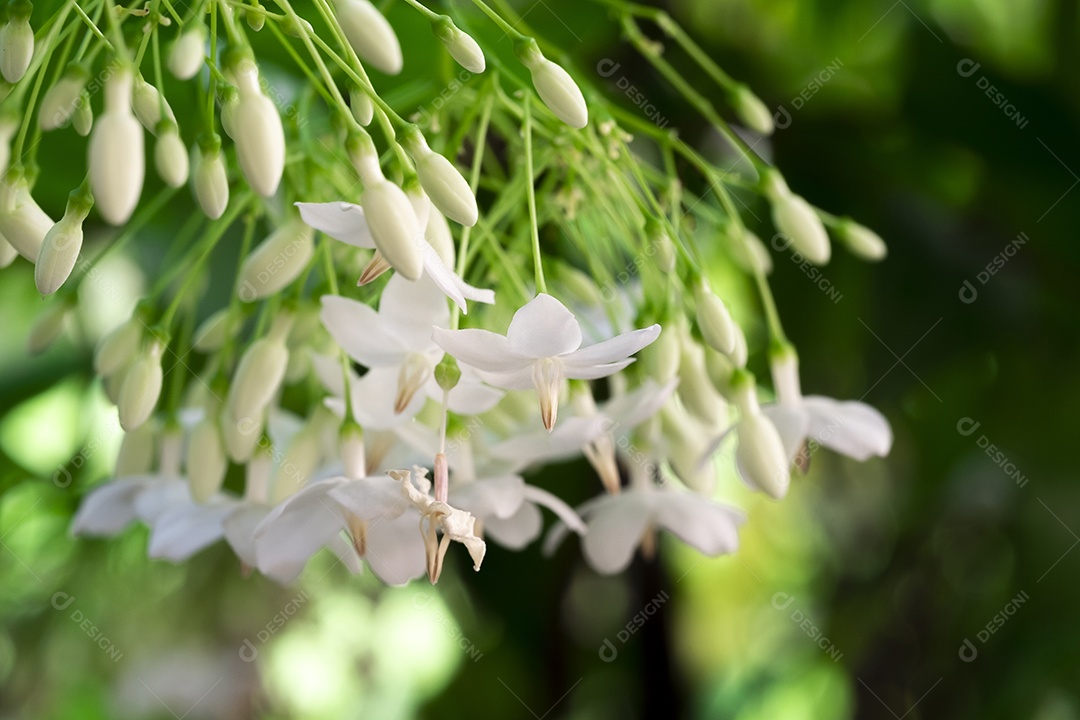 Resumo desfocar o fundo de flores brancas, ameixa de água selvagem, flor de moke, em plena floração na fazenda, na natureza