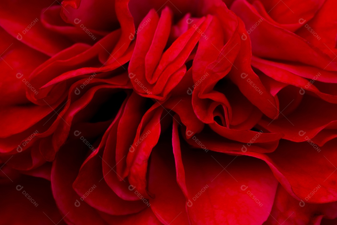 Flor de rosa vermelha, rosa de Chiang Mai, entre folhas verdes desfocar o fundo, ponto de gota de água  nas pétalas