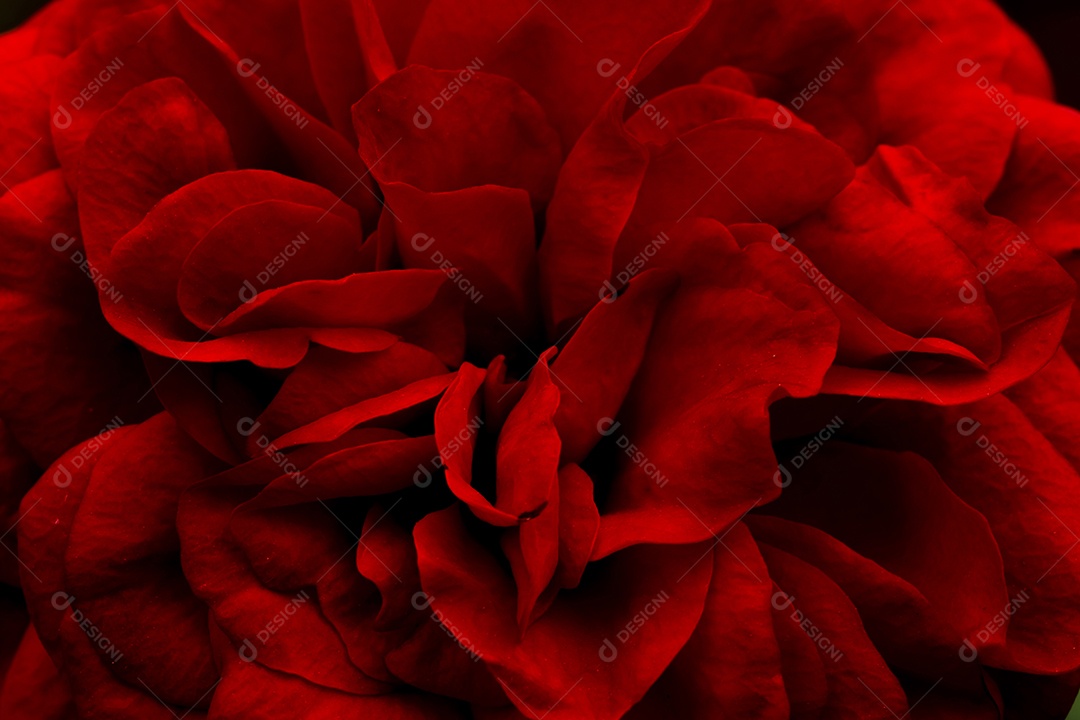 pétala de rosa, flor de rosa vermelha em plena floração na fazenda, foco seletivo de pétalas, macro rosa