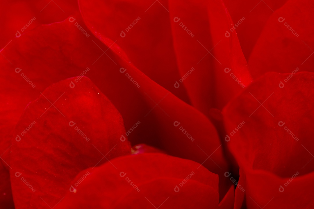 pétala de rosa, flor de rosa vermelha em plena floração na fazenda, foco seletivo de pétalas, macro rosa