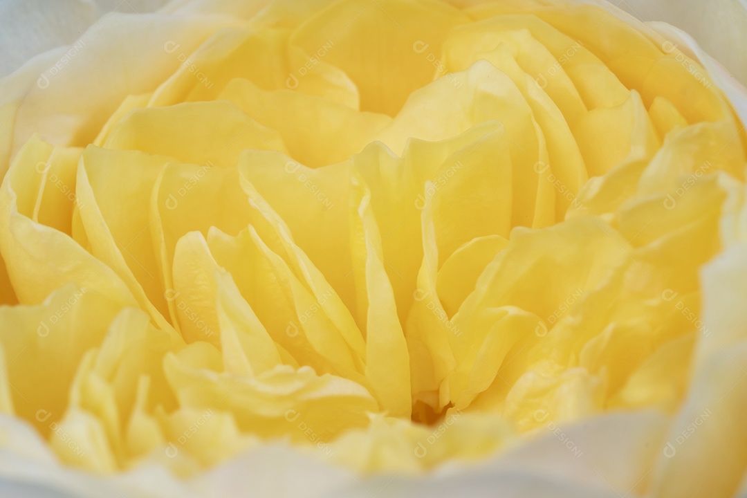 Rosa branca de perto, o nome elizabeth rose em alta definição de pétalas, macro