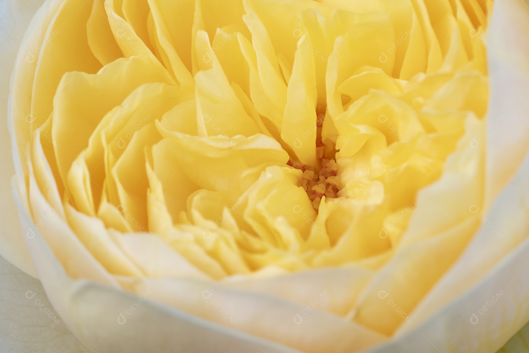 Rosa branca de perto, o nome elizabeth rose em alta definição de pétalas, macro