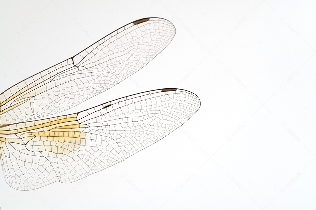 Azas de inseto borboleta fundo isolado branco Fotos Imagem