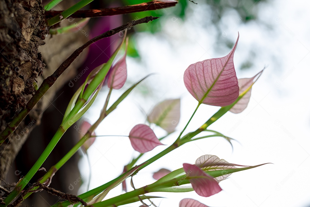 Folha flores sobre floresta