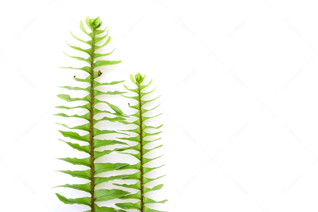 Folha verde planta sobre fundo branco