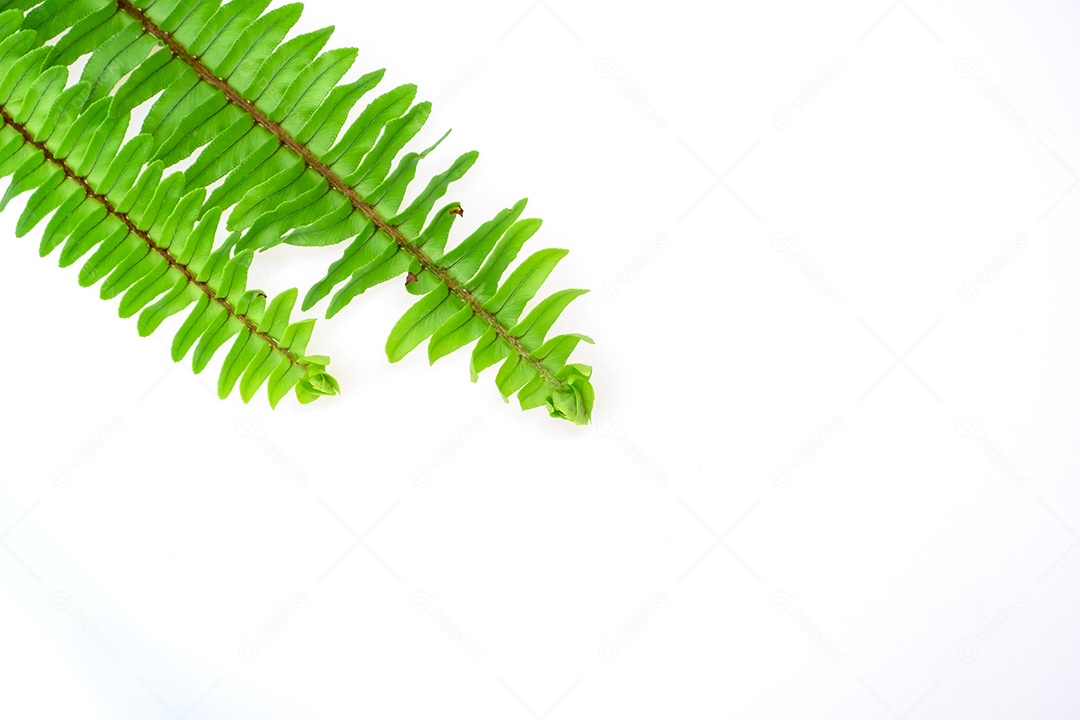 Folha verde planta sobre fundo branco